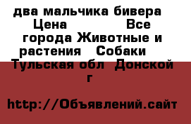 два мальчика бивера › Цена ­ 19 000 - Все города Животные и растения » Собаки   . Тульская обл.,Донской г.